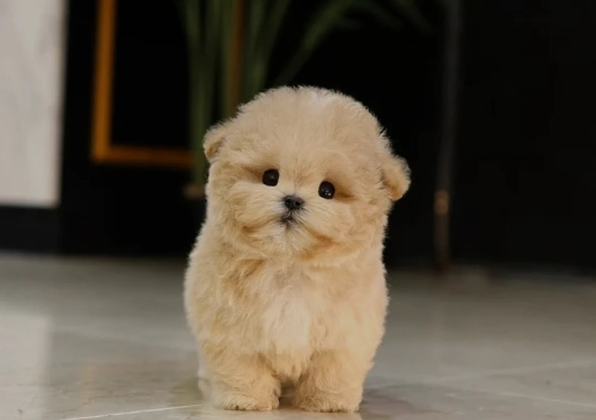 바닥에 앉은 KOREA TEACUP PUPPIES의 작은 갈색 강아지